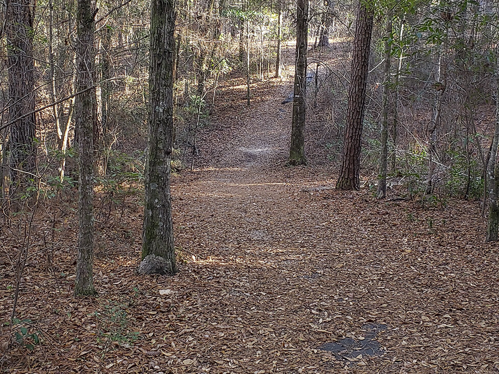 hiking trail curves through pine trees with incline in the distance at a higher elevation along Gorge Trail in Bogue Chitto State Park Louisiana
