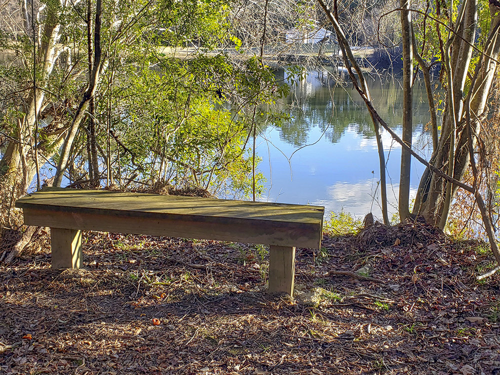 wooden bench near the shorline of pond surrounded by trees