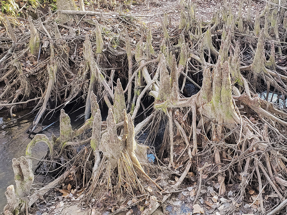 many cypress need with their roots exposed along creek bed