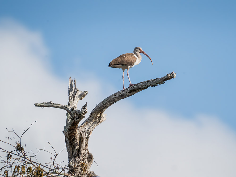 ibis stands on bare branch in tree top in a south Louisiana swamp