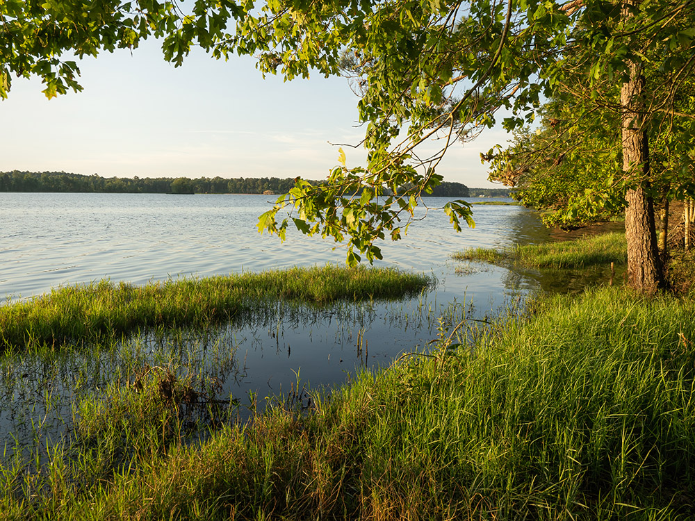 grass and trees along the shoreline of Caney lake at sunrise in Jimmy Davis State Park