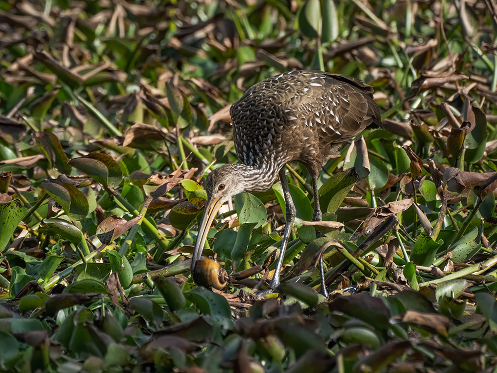 limpkin eating apple snail in greenery in a south Louisiana swamp