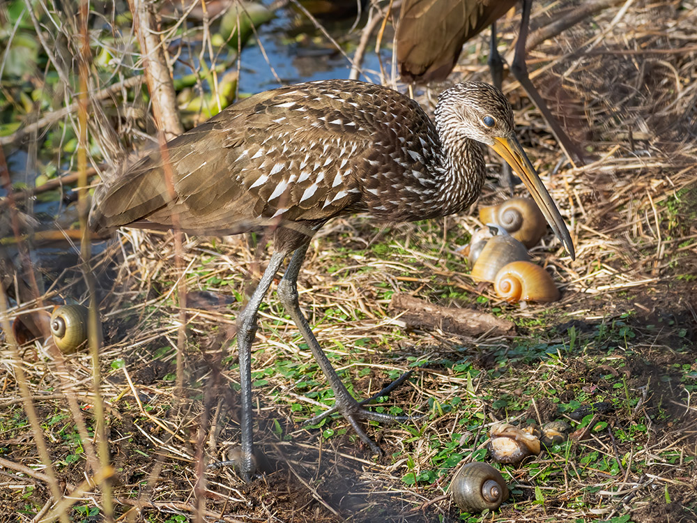 limpkin bird surrounded by apple snails near water in a south Louisiana swamp