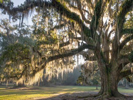 Fountainebleau State Park camping | The Heart of Louisiana