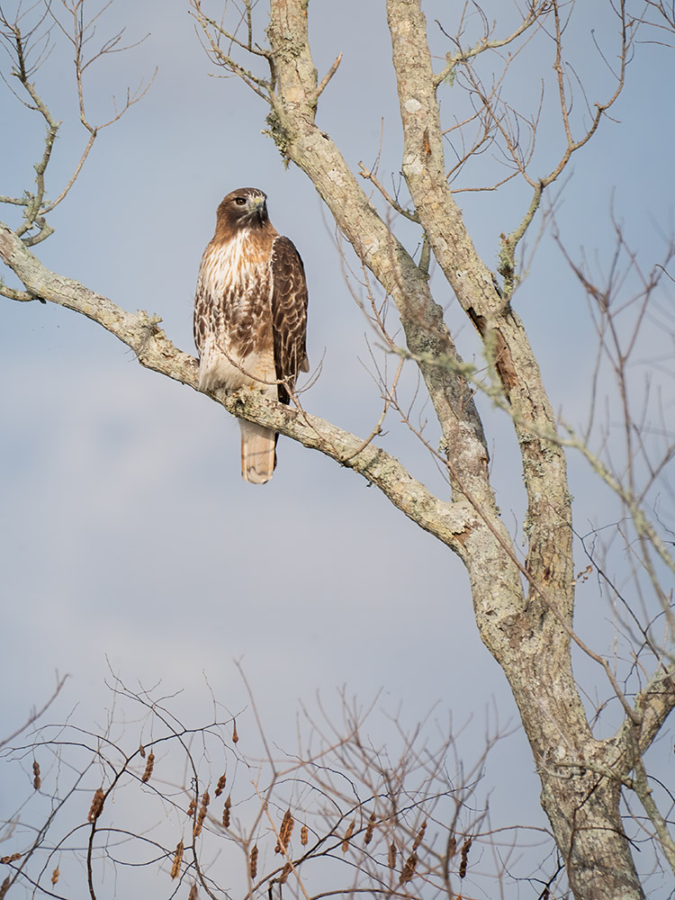 red tailed hawk sits on tree branch in a south Louisiana swamp
