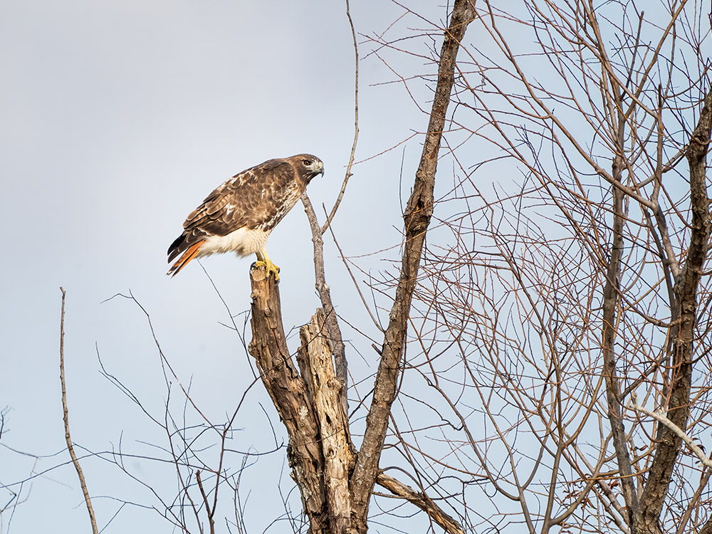 red tailed hawk sits in treetop above a south Louisiana swamp
