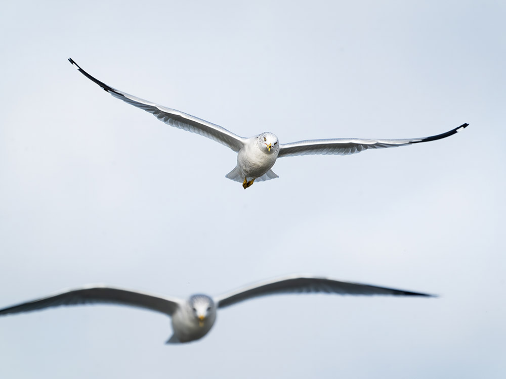 closeup of two seagulls flying above in a south Louisiana swamp