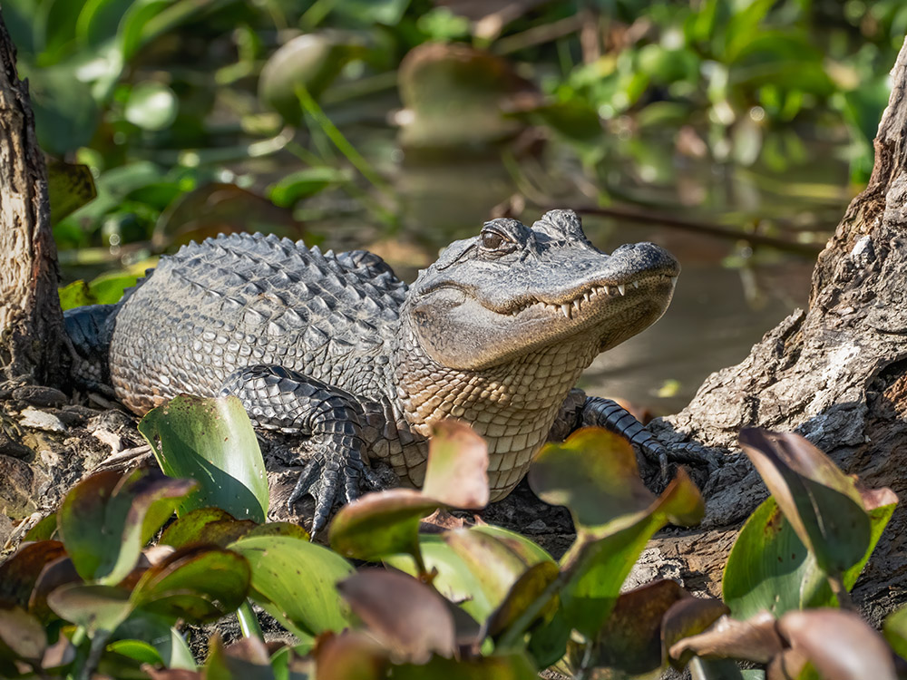 closeup of alligator on log surrounded by plants in a south Louisiana swamp
