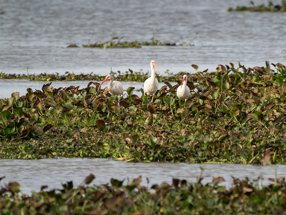 three ibis stand on patch of greenery in a pod in a south Louisiana swamp