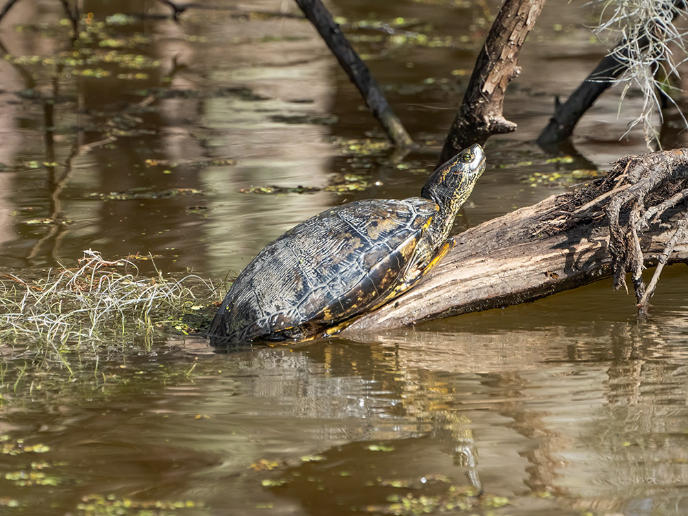 a turtle on log above the water in a south Louisiana swamp