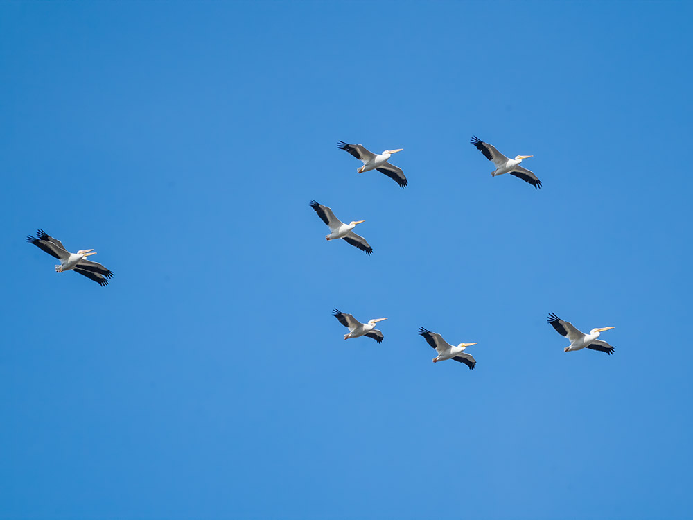 flock of white pelicans fly overhead in a south Louisiana swamp