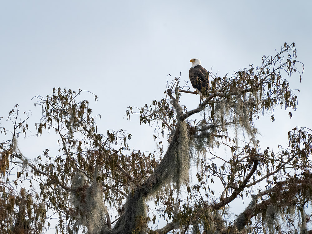 bald eagle at top of tree with hanging moss and brown leaves in a south Louisiana swamp