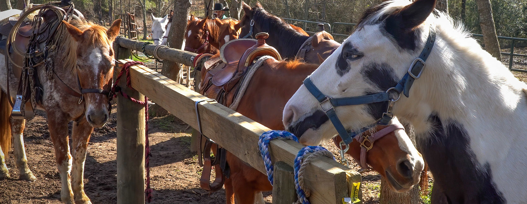 horses in corral for trail ride in Bogue Chitto State Park Louisiana