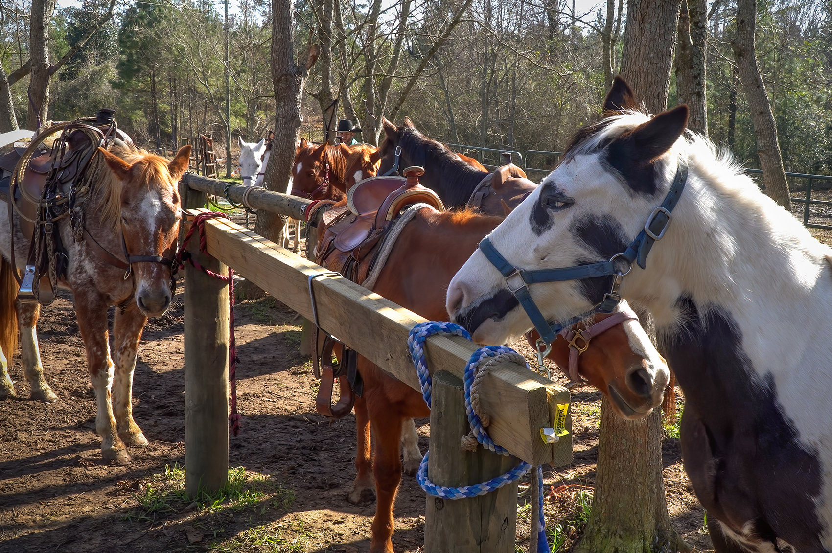horses in corral for trail ride in Bogue Chitto State Park Louisiana