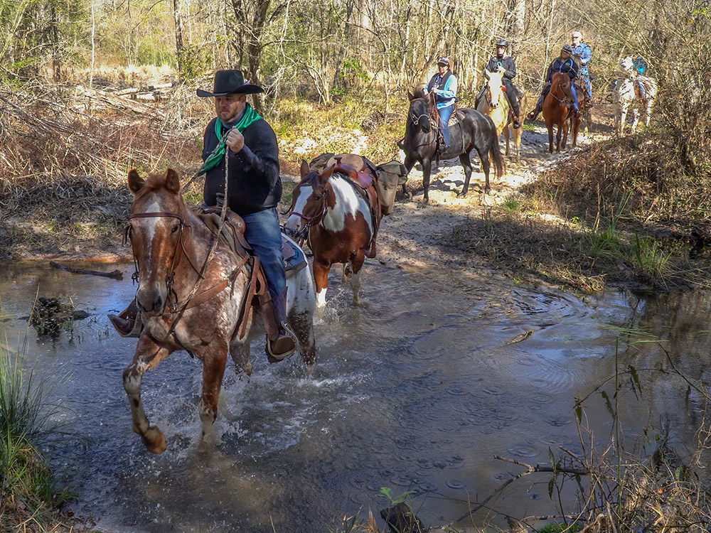 riders on horses cross shallow creek in trail in Bogue Chitto State Park in Louisiana