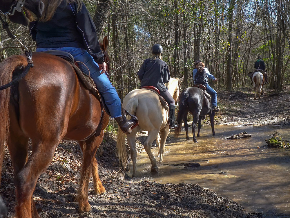 people on horses crossing shallow creek on trail in Bogue Chitto State Park Louisiana