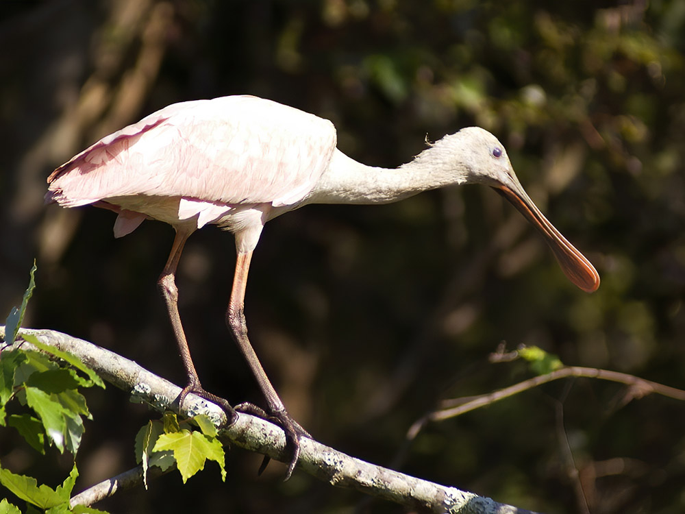 pink roseate spoonbill bird clings to branch in Atchafalaya Basin nature photographer