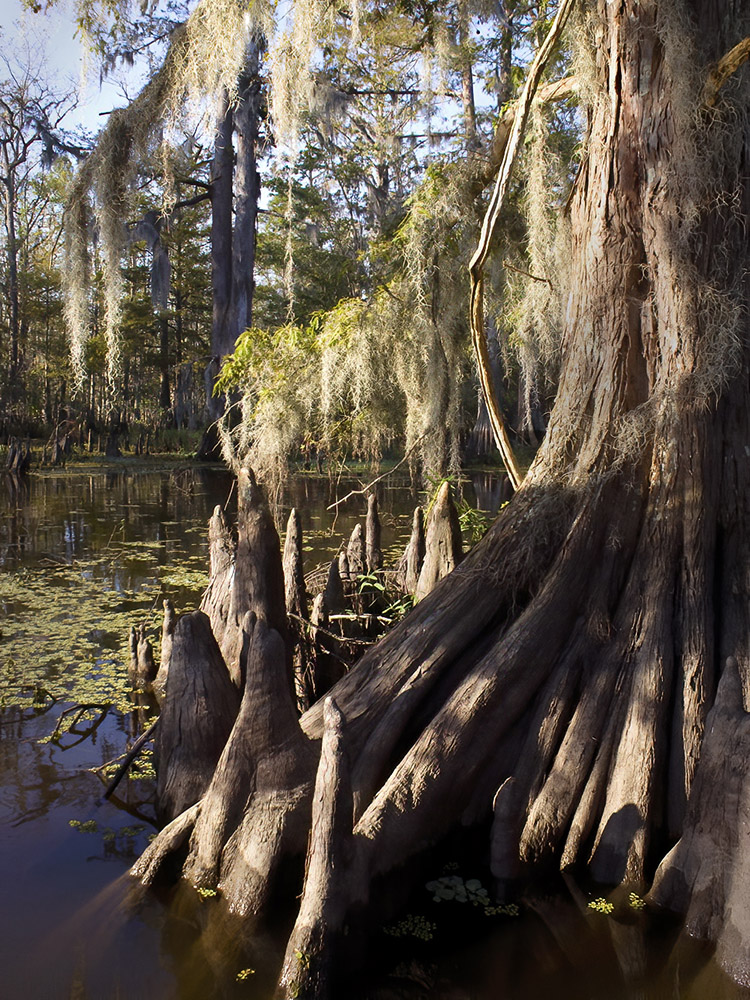 moss hanging on limbs of cypress trees with cypress knees nature photographer