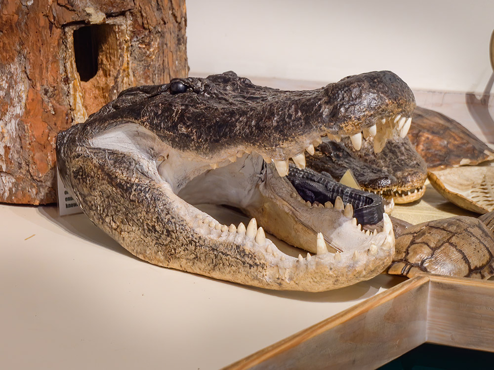 alligator head on display in nature center Tickfaw State Park Louisiana