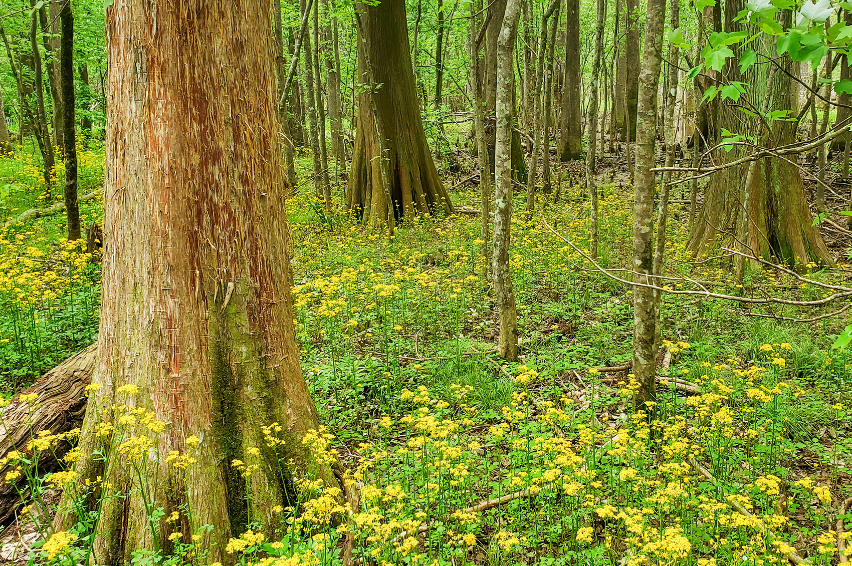 yellow flowers surround cypress tree trunks along nature trail at Louisiana state arboretum at Chicot State Park