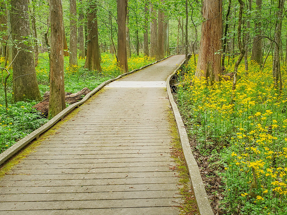 boardwalk through yellow wildflowers and cypress swamp in Louisiana Arboretum at Chicot State Park