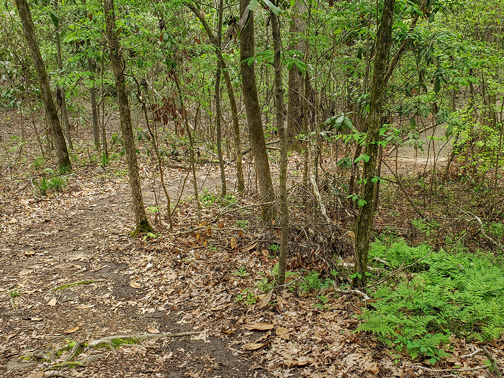 nature trail through thick forest at Louisiana State Arboretum at Chicot State Park