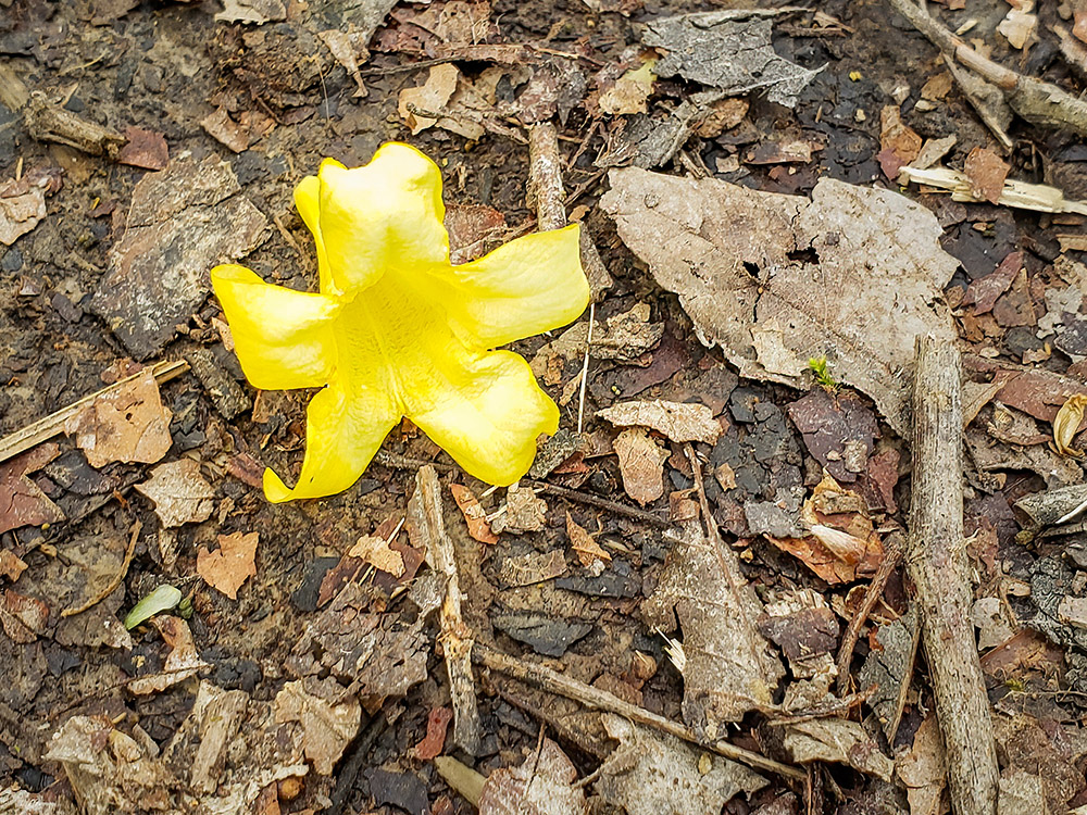 yellow flower bloom on ground at Louisiana state Arboretum
