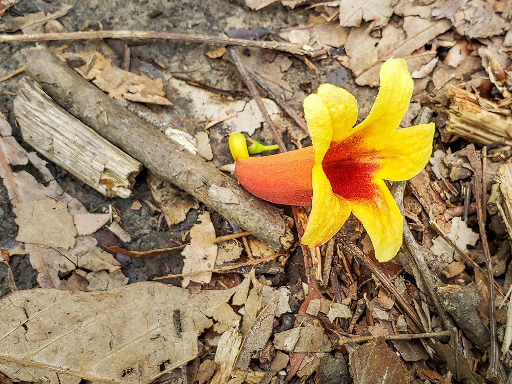 orange and yellow flower on ground leaves at Louisiana state Arboretum