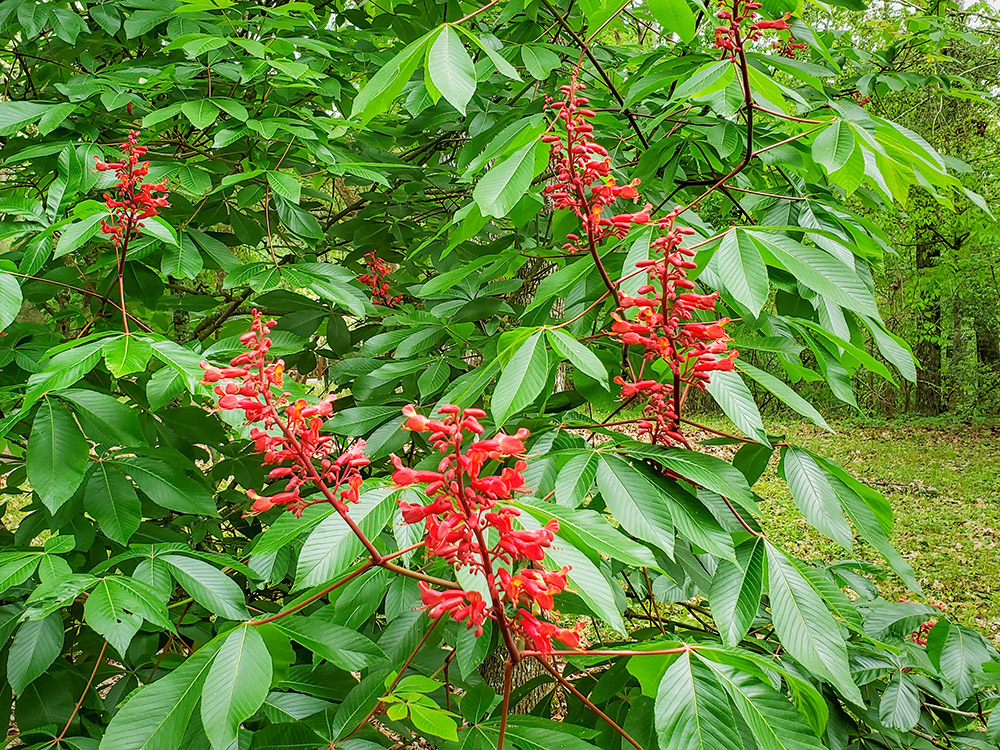 red blooms on green leaves at Louisiana state Arboretum