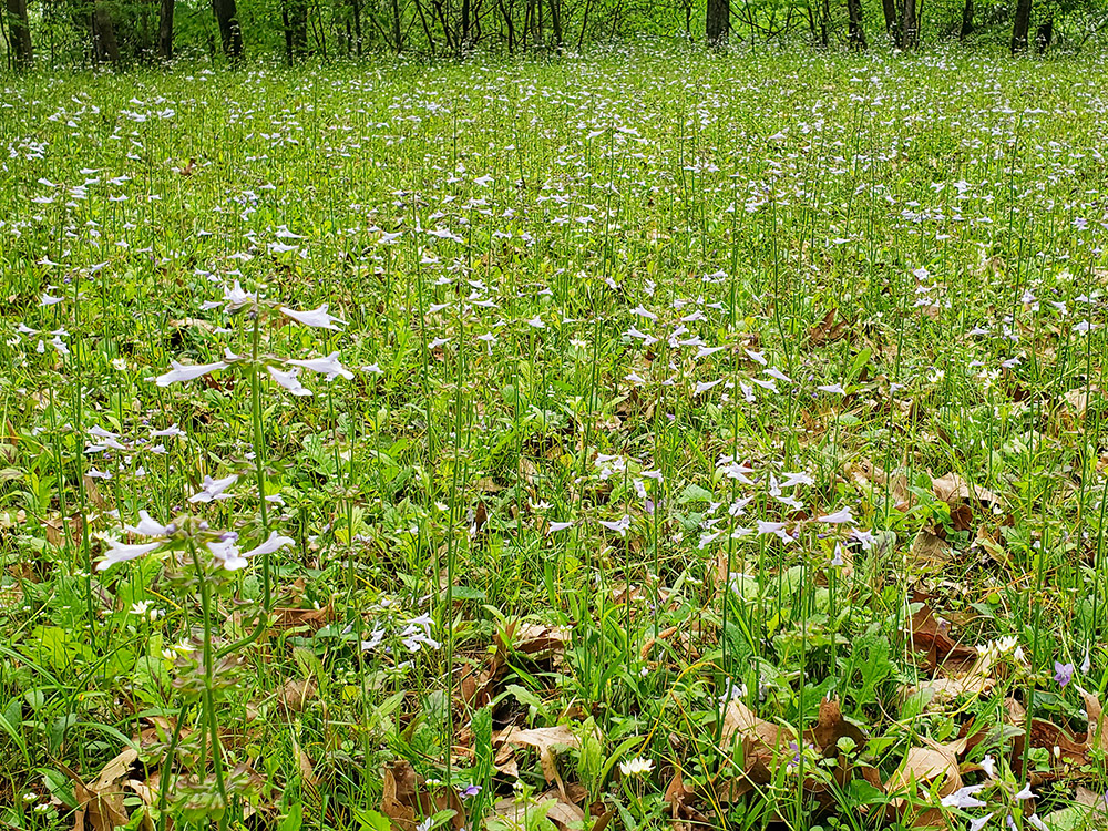field of tiny blooming flowers at Louisiana state Arboretum