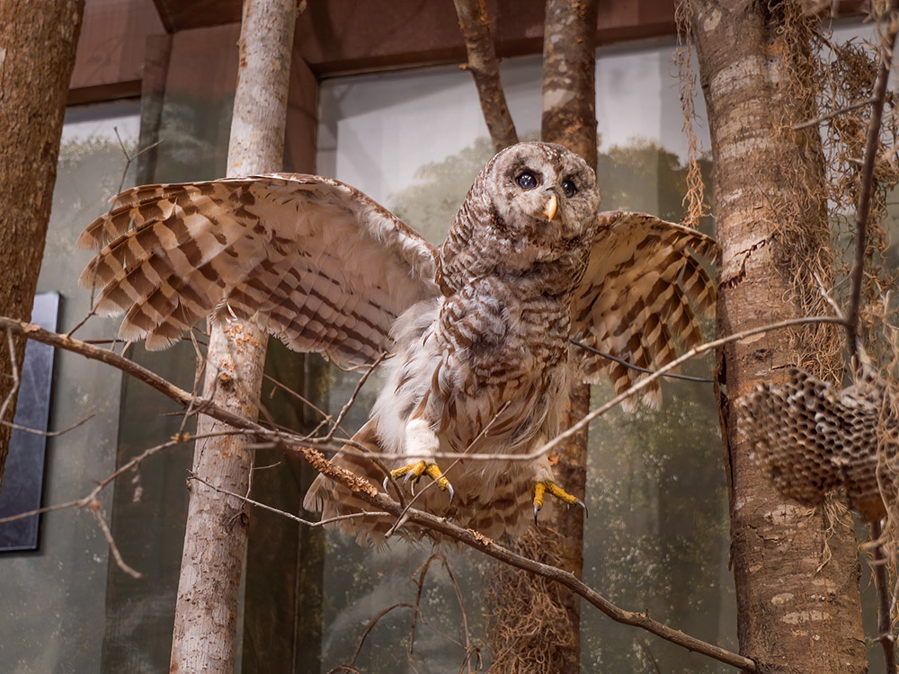 barred owl on display in nature center at Tickfaw State Park Louisiana