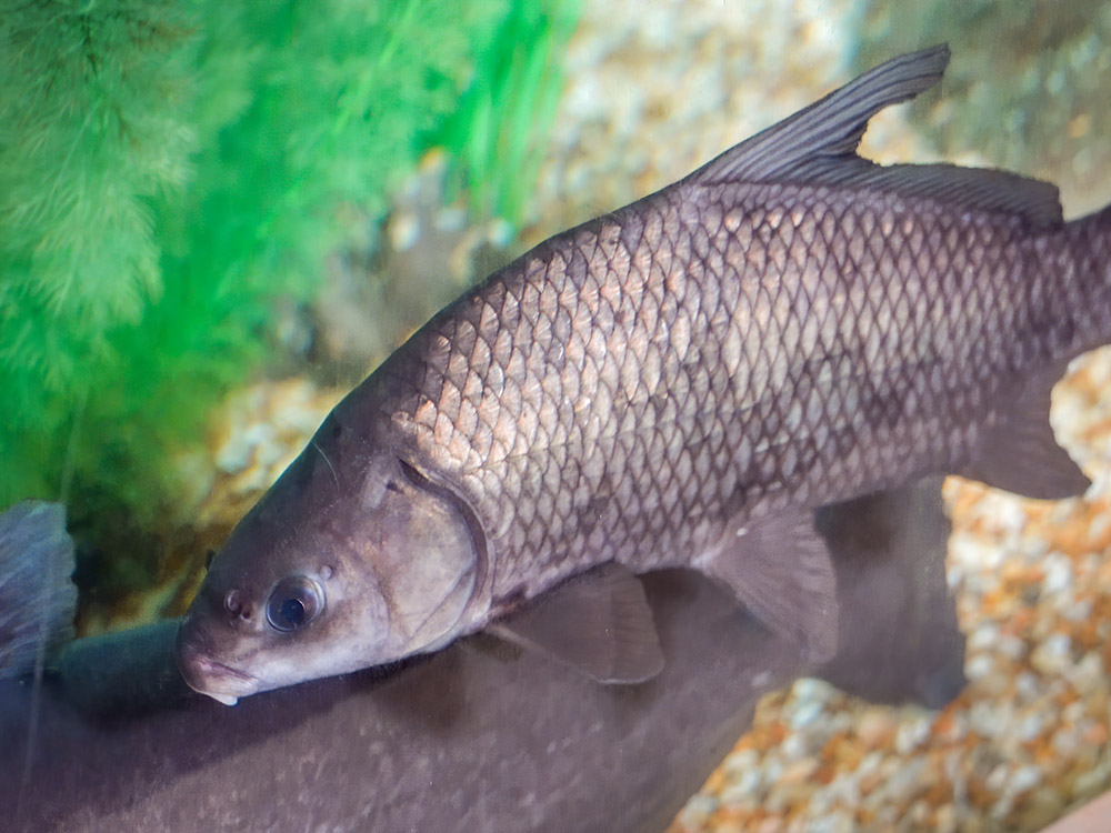 fish in aquarium on display in nature center at Tickfaw State Park Louisiana