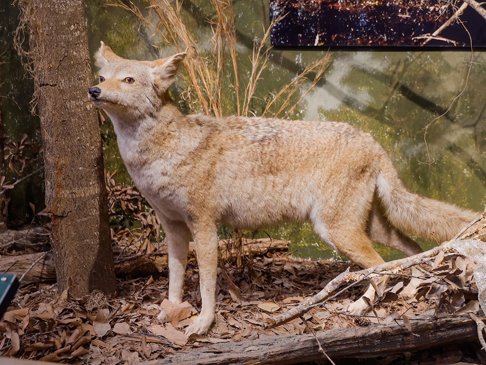 fox on display in nature center at Tickfaw State Park Louisiana