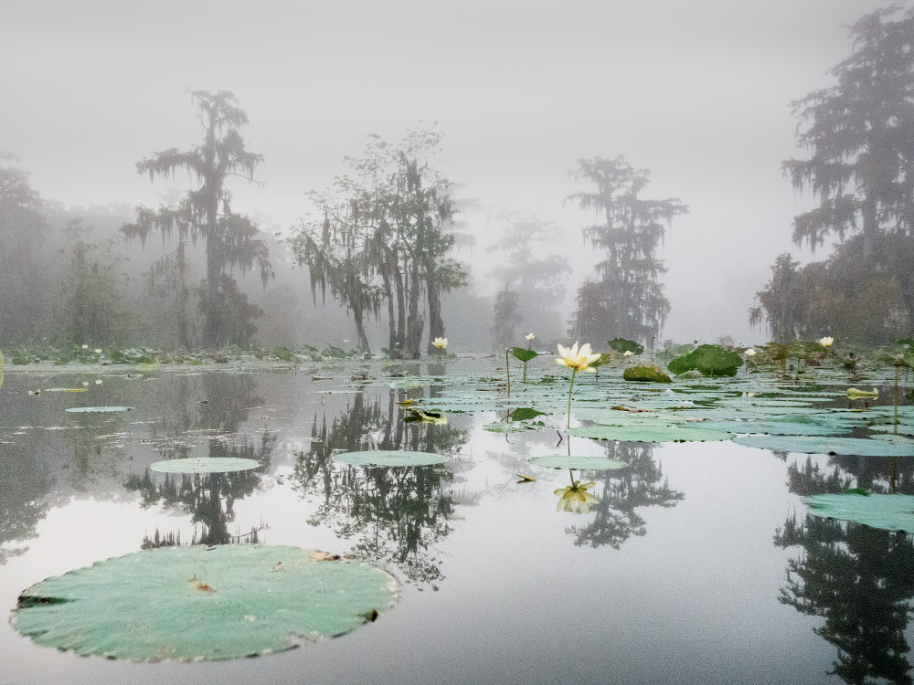 early morning fog with cypress trees and lily pads flowers at Lake Martin Nature photographer