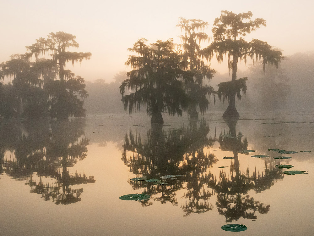 golden light from sunrise through cypress trees, water lilies and light fog at Lake Martin Nature Photographer