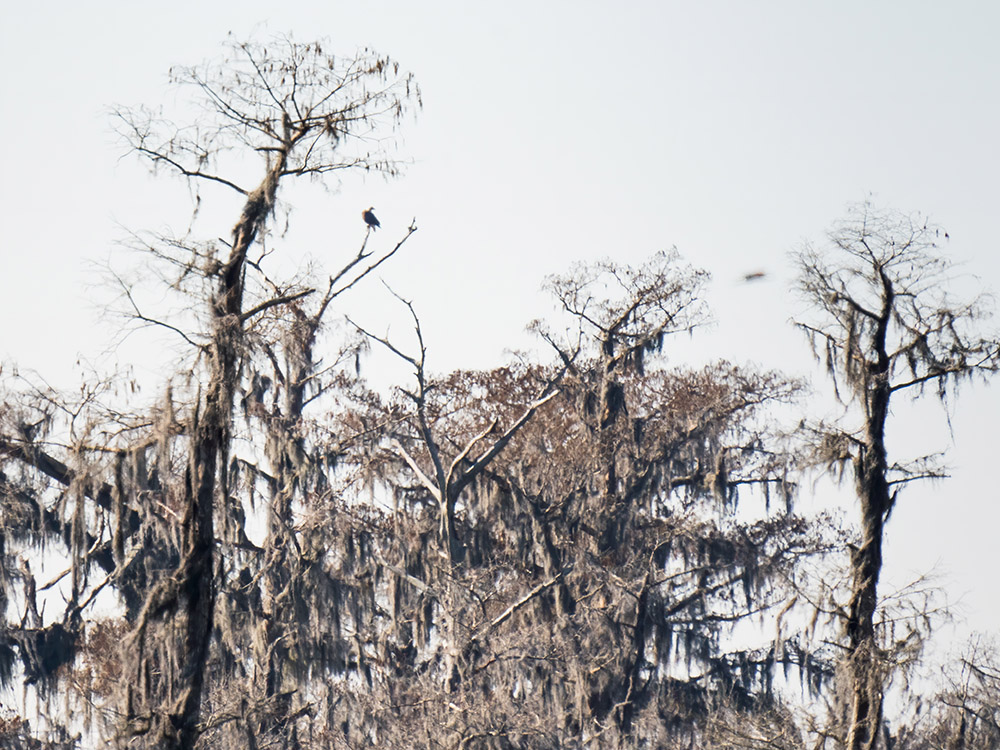 distant bald eagle in treetop at Mandalaya Wildlife Refuge in Houma Louisiana birds