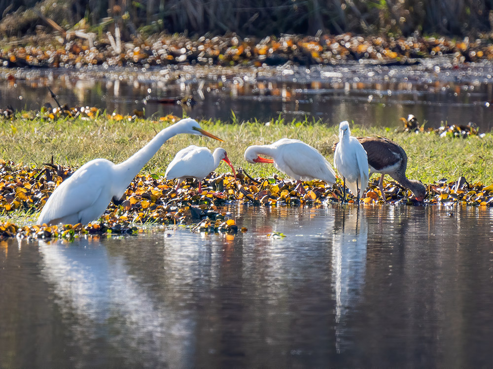 Great egrets and ibis along waters edge in Mandalaya Wildlife Refuge in Houma Louisiana birds
