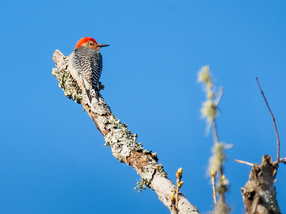 red bellied woodpecker on tree branch in Mandalay Wildlife Refuge in Houma Louisiana birds