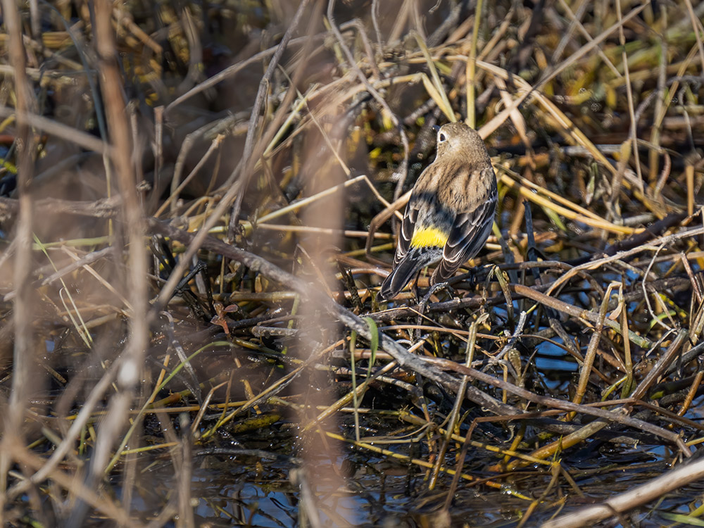 yellow streak on back of yellow rumped warbler in marsh grass at Mandalay Wildlife Refuge in Houma Louisiana birds