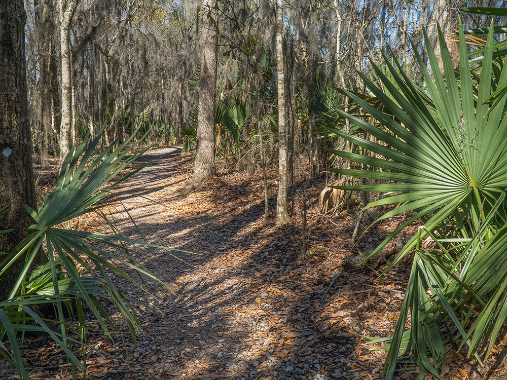 nature trail through trees in Mandalay wildlife preserve for watching louisiana birds