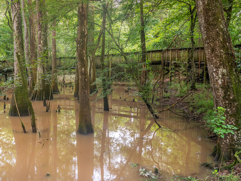 cypress and tupelo trees standing in water with boardwalk hiking path at Tickfaw State Park Louisiana