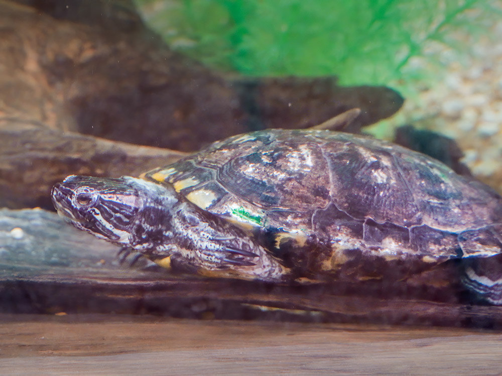 turtle in aquarium on display in nature center at Tickfaw State Park Louisiana