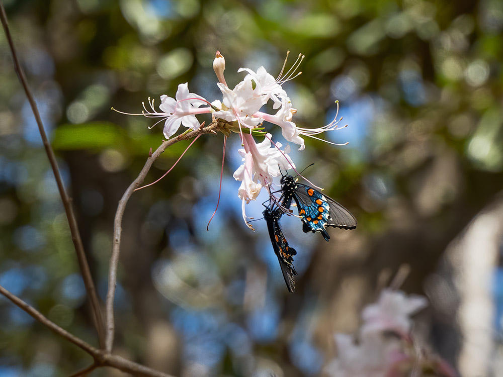 two colorful butterflies cling to wild azalea flowers along the trail