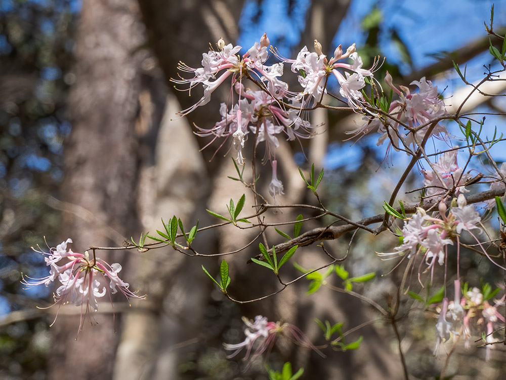 blooming pink wild azaleas along the trail in Louisiana's Kisatchie National Forest