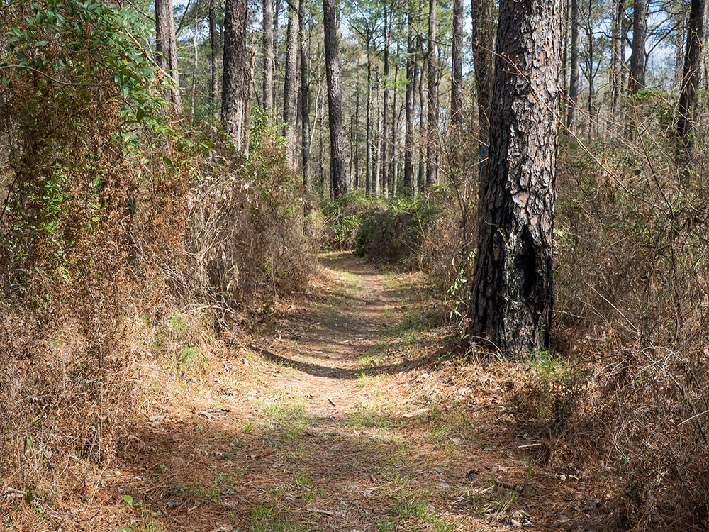 Wild Azalea Trail cuts through pine trees in Louisiana's Kisatchie National Forest