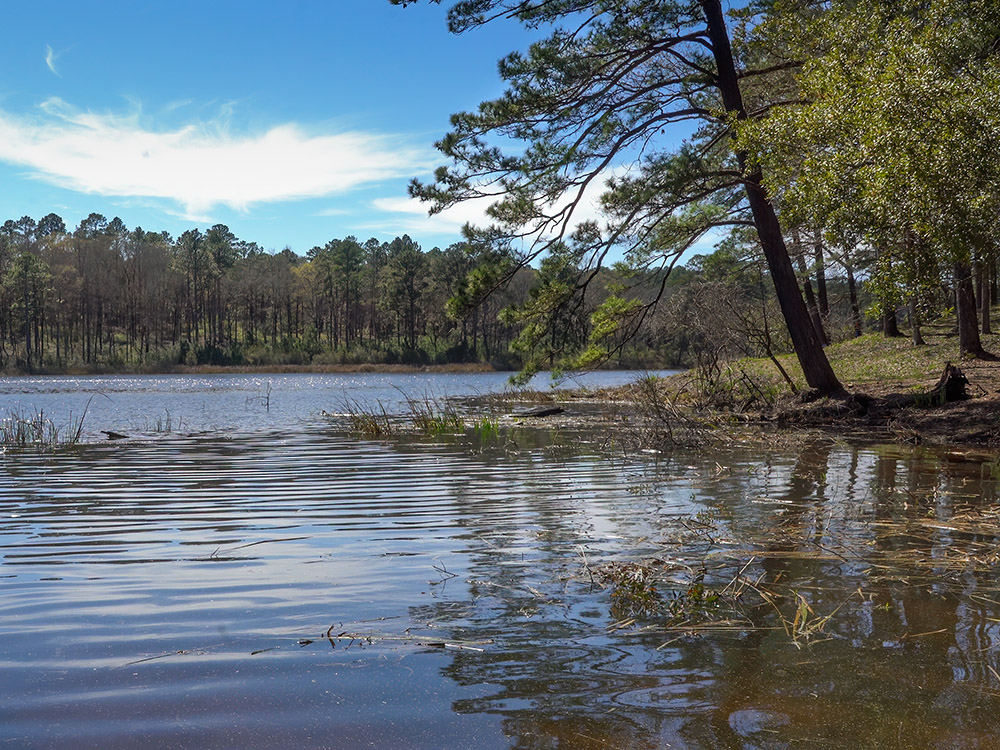 Valentine Lake and trees at Wild Azalea Trail in Louisiana's Kisatchie National Forest