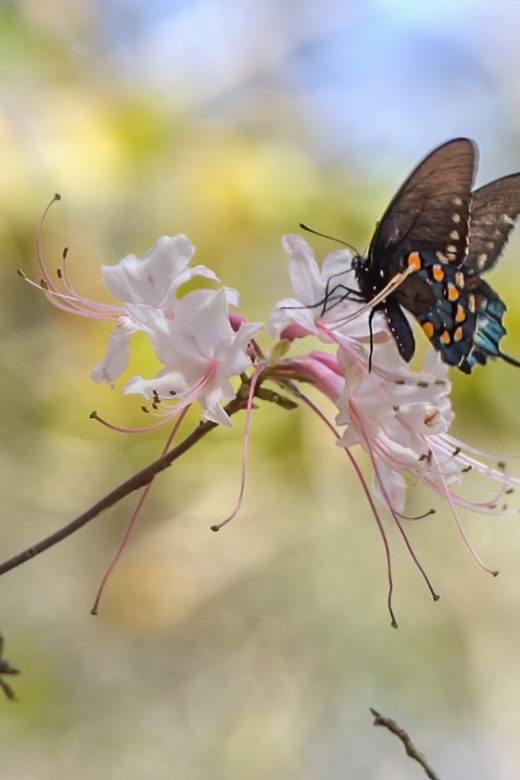 butterfly on flower in forest along Louisiana's wild Azalea trail