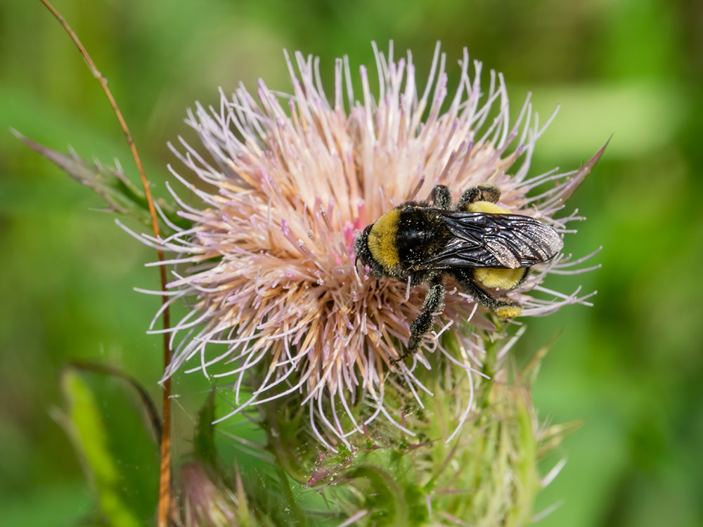 large bee on flowering thistle on nature trail in Big Branch Marsh Louisiana