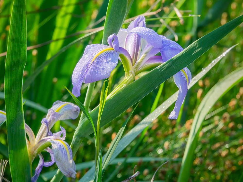 purple iris and green leaves along nature trail Big  Branch Marsh National Wildlife Refuge Louisiana