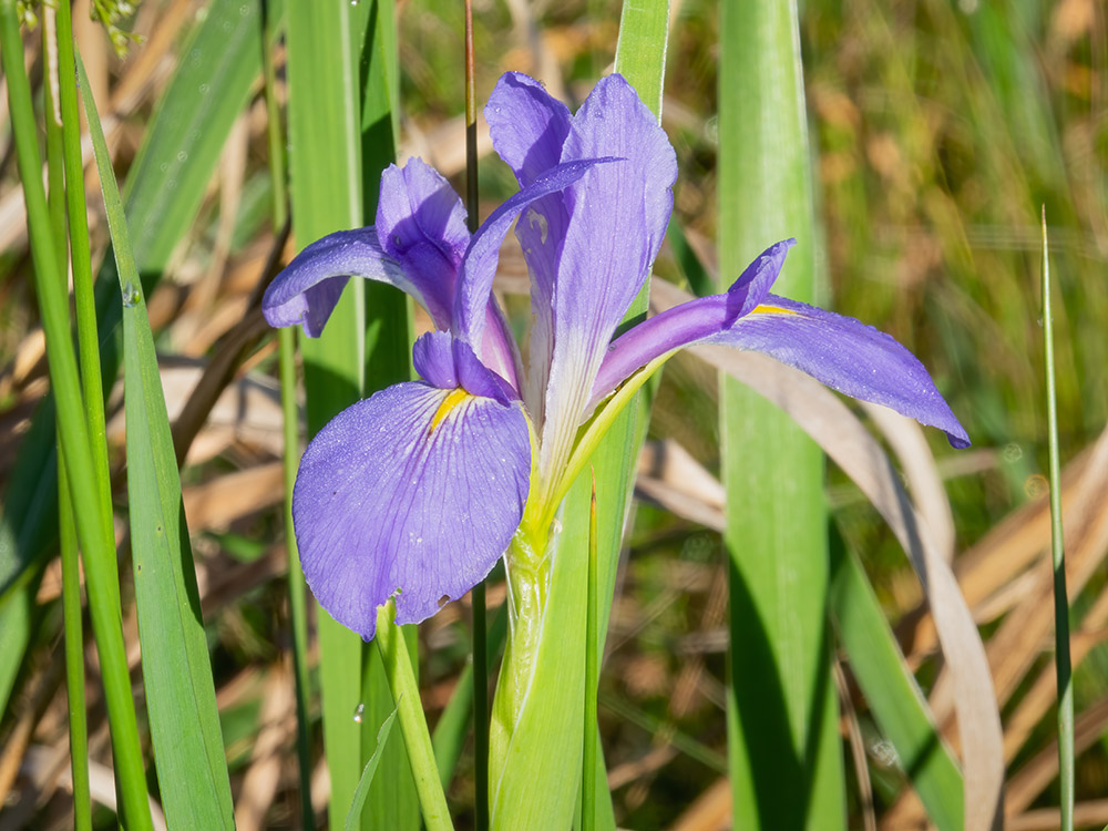 purple iris in bloom in Big Branch Marsh Louisiana featured in Louisiana nature photography